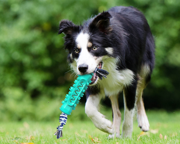 best puppy chews vineland